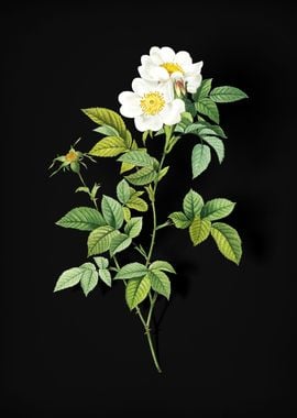 White Anjou Roses