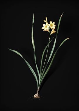 Gladiolus Lineatus