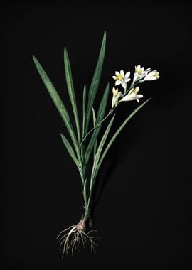 Gladiolus Xanthospilus