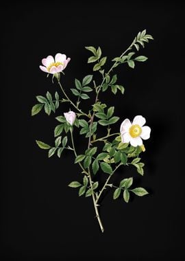 Pink Hedge Rose in Bloom