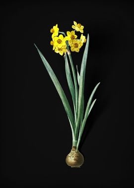 Daffodil