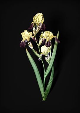 Elder Scented Iris