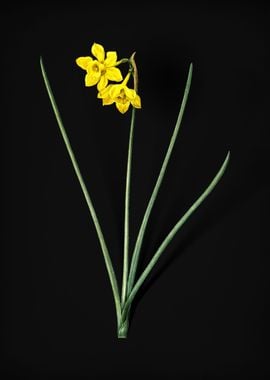 Narcissus Odorus