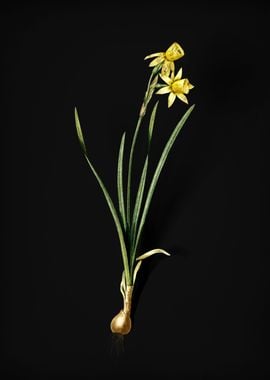 Narcissus Calathinus