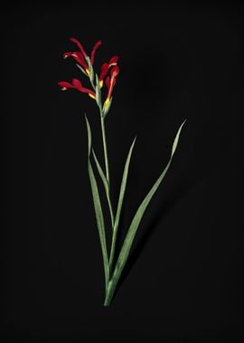 Gladiolus Cunonius