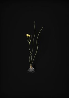 Ornithogalum Spathaceum