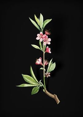 Pink Flower Branch