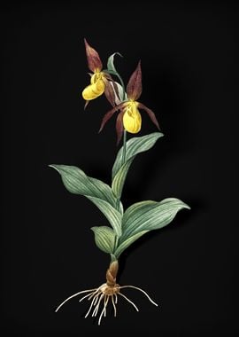 Ladys Slipper Orchid