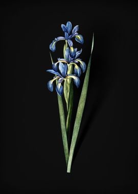 Vintage Blue Iris