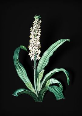 Vintage Eucomis Punctata