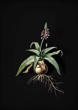 Lachenalia Lanceaefolia