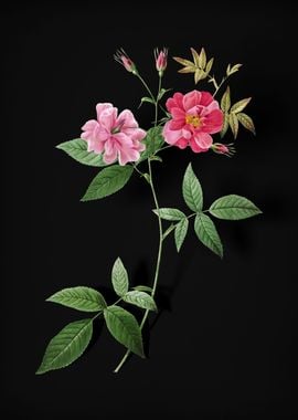 Blooming Hudson Rosehip