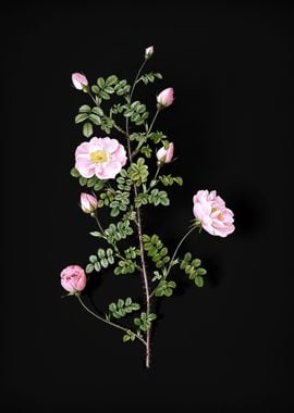 Pink Scotch Briar Rose