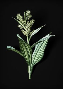 False Helleborine