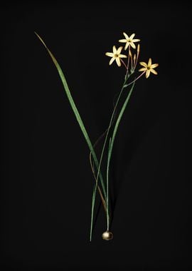 Vintage Ixia Longiflora