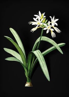 Pancratium Illyricum