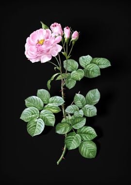 Blooming Damask Rose