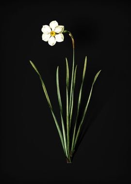 Narcissus Poeticus