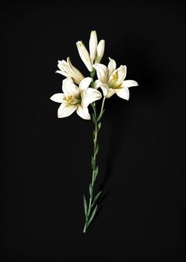 Vintage Madonna Lily