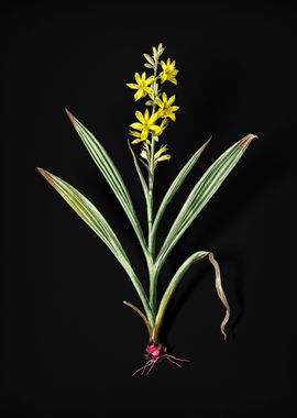 Wachendorfia Thyrsiflora