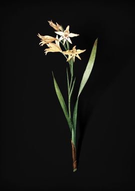 Gladiolus Cuspidatus