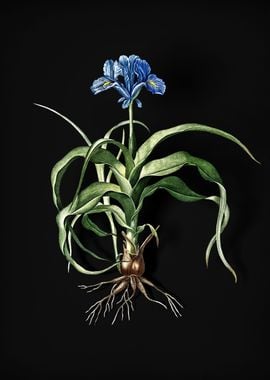 Vintage Iris Scorpiodes