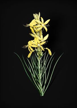 Blooming Yellow Asphodel