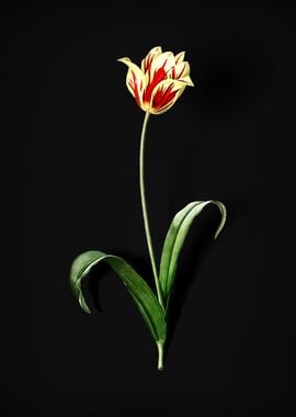 Didiers Tulip