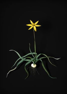 Vintage Hypoxis Stellata