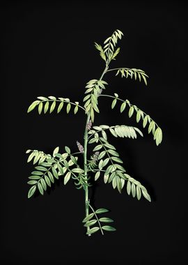 Flowering Indigo Plant