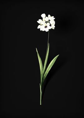 Vintage Ixia Maculata