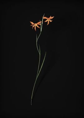 Gladiolus Watsonius