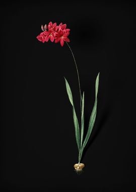 Vintage Ixia Filiformis