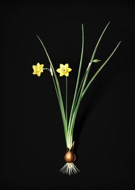 Daffodil