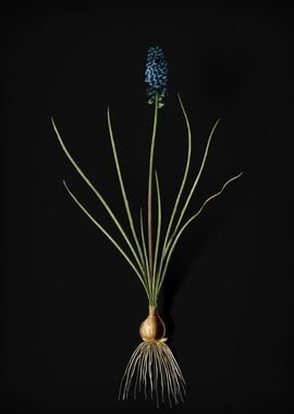 Vintage Grape Hyacinth