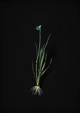 Narrow Blue eyed grass