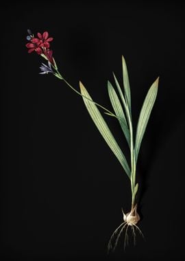 Gladiolus Mucronatus