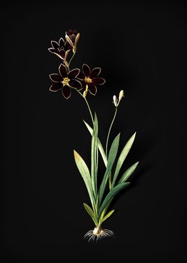 Vintage Ixia Grandiflora