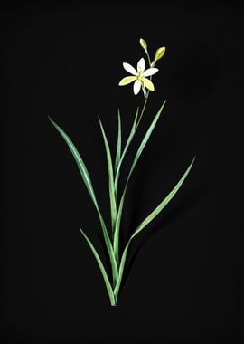 Ixia Anemonae Flora