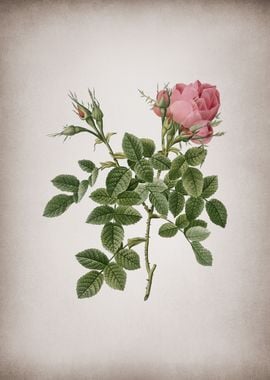 Vintage Dwarf Damask Rose