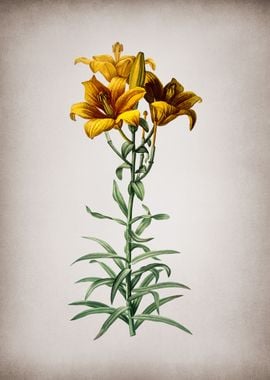 Vintage Fire Lily