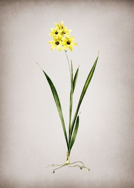 Vintage Ixia Fusco Citrina