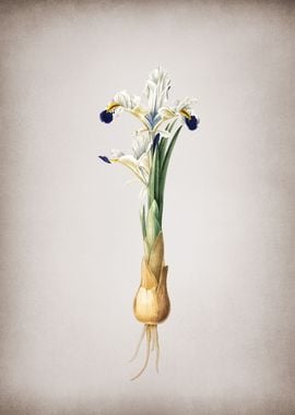 Vintage Iris Persica