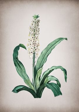 Vintage Eucomis Punctata