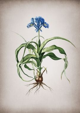 Vintage Iris Scorpiodes