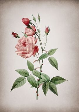 Common Rose of India