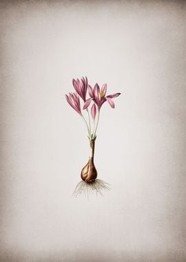 Vintage Autumn Crocus