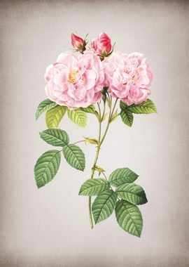 Italian Damask Rose