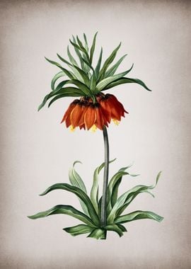 Vintage Fritillaries