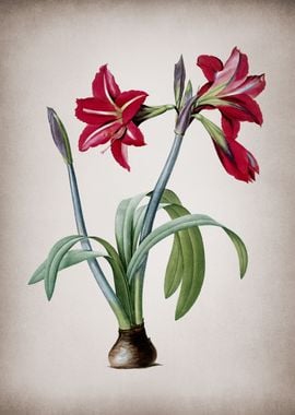 Brazilian Amaryllis